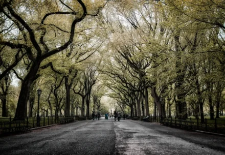 New York City Bicycle Accidents On The Rise With Severe Consequences For Pedestrians Joseph scaled 1