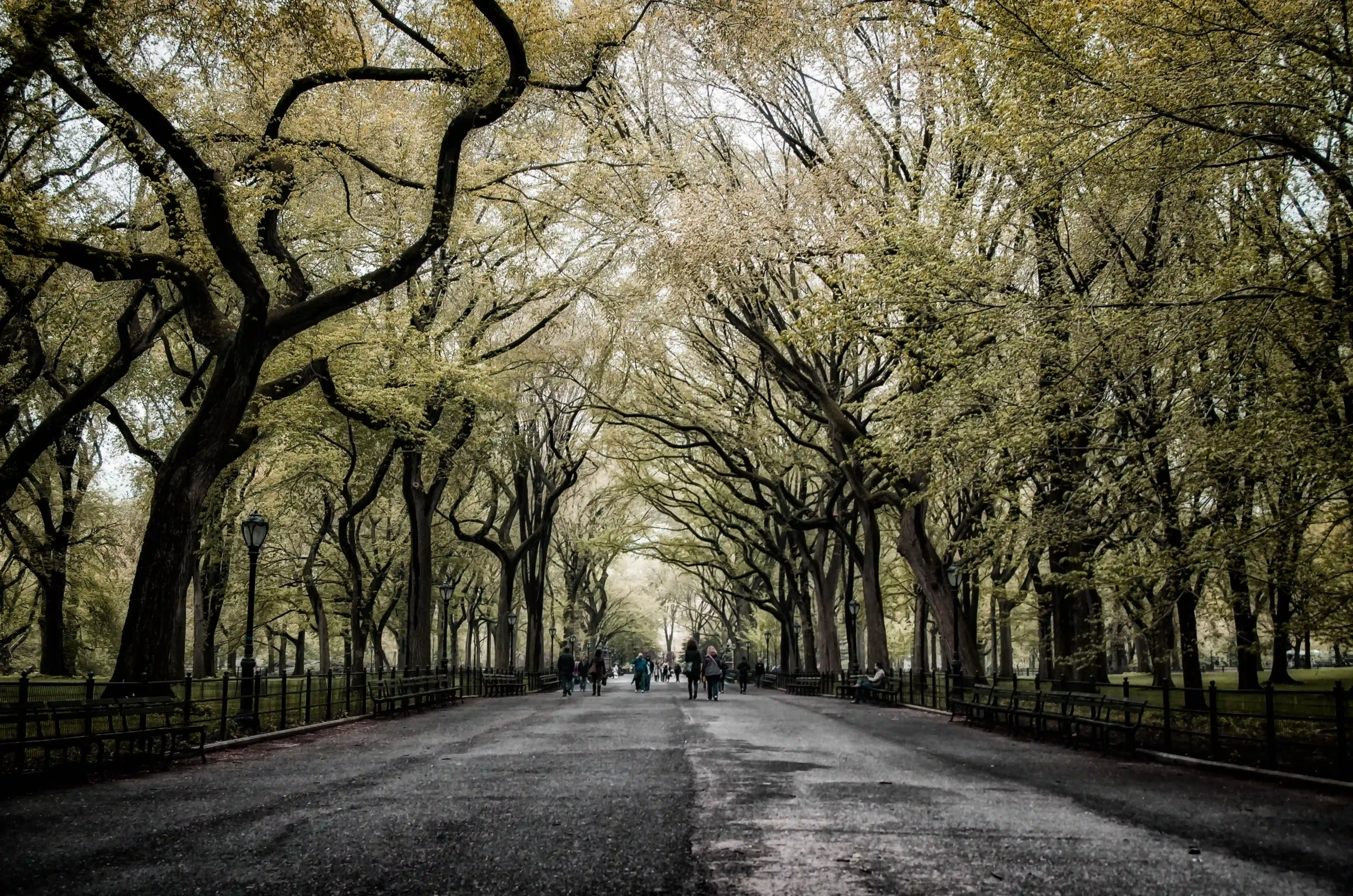 Tree-lined park walkway with people strolling beneath arching branches.